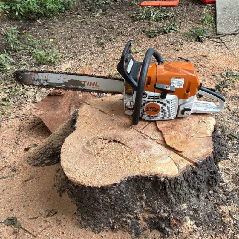 Completed tree work — MTM Tree Services Charlotte