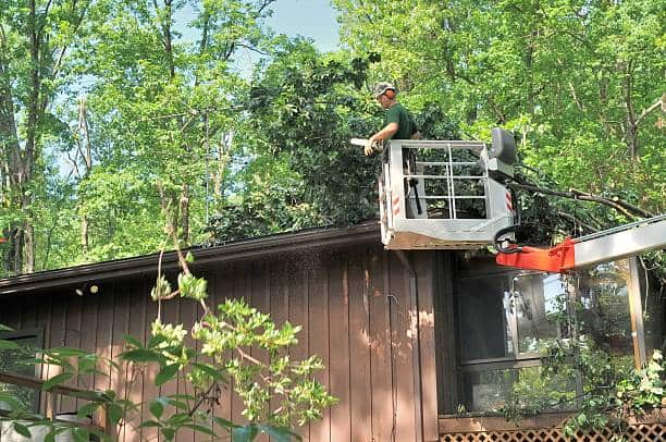 Tree removal completed in Charlotte, NC