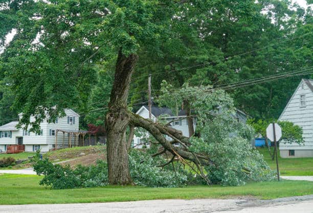 Storm Cleanup