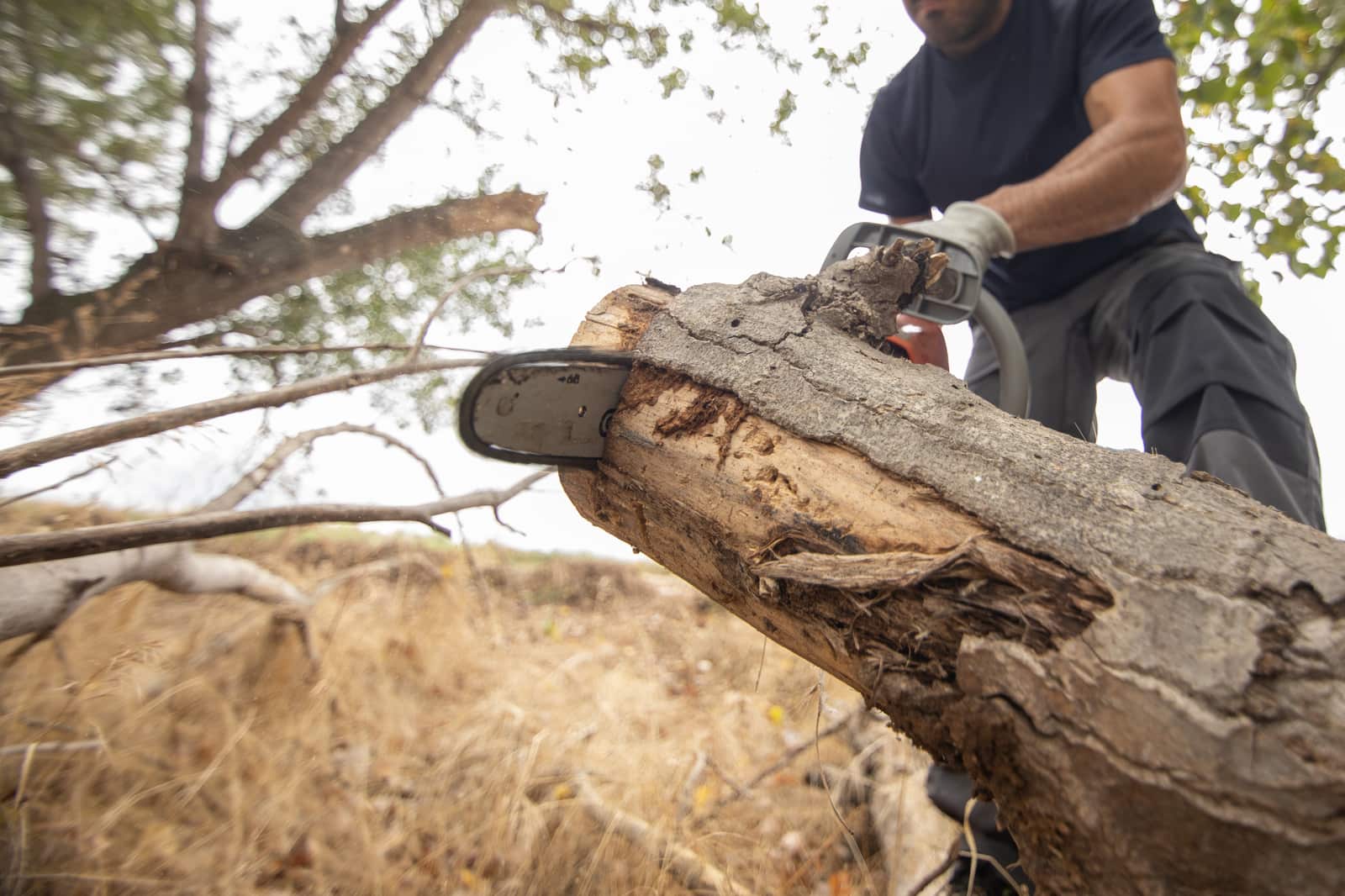 Tree Removal — MTM Tree Services