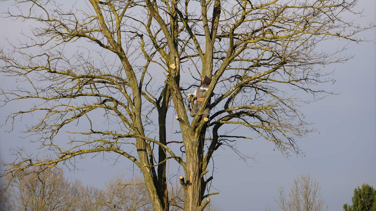 Professional tree service in Charlotte